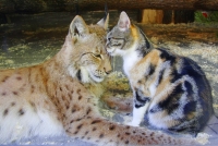 Необычная дружба рыси и домашней кошки в Ленинградском зоопарке!